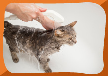 Se puede bañar los gato